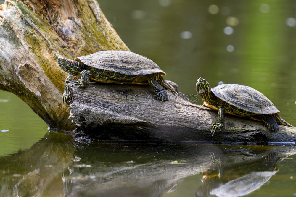 Similar – Image, Stock Photo wanderlust Turtle