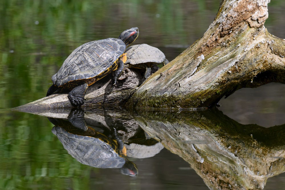 Similar – Image, Stock Photo wanderlust Turtle