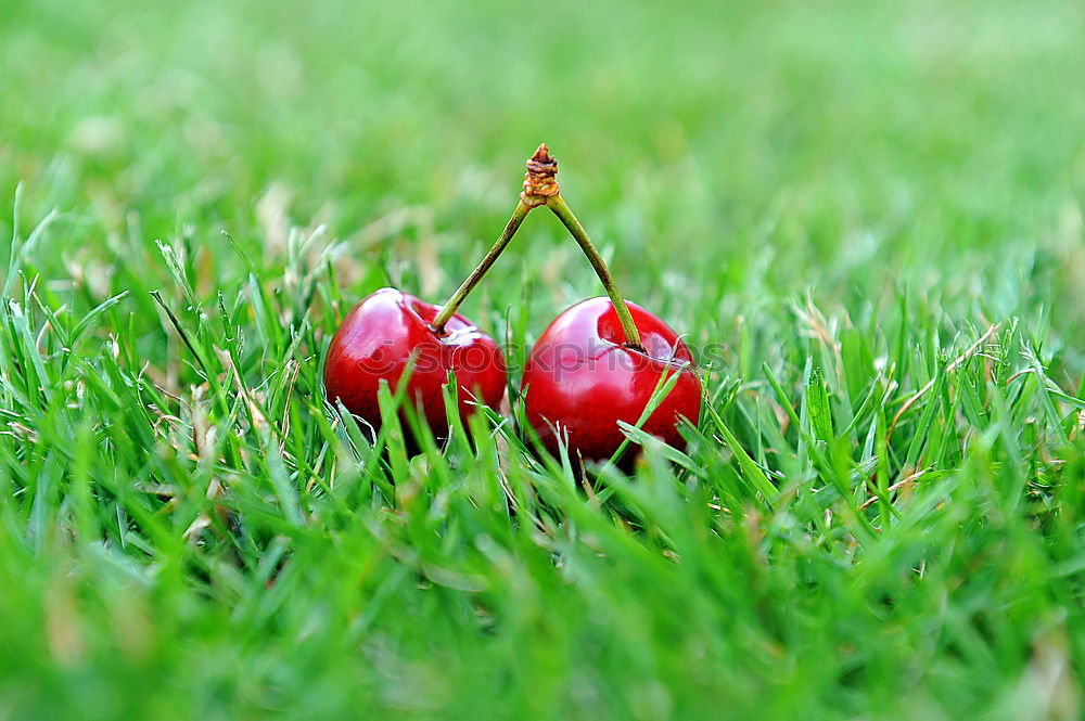 Similar – Foto Bild Herzapfel Gras Gefühle