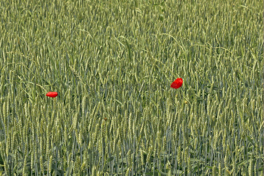 Similar – Anders Mohn Feld Sommer