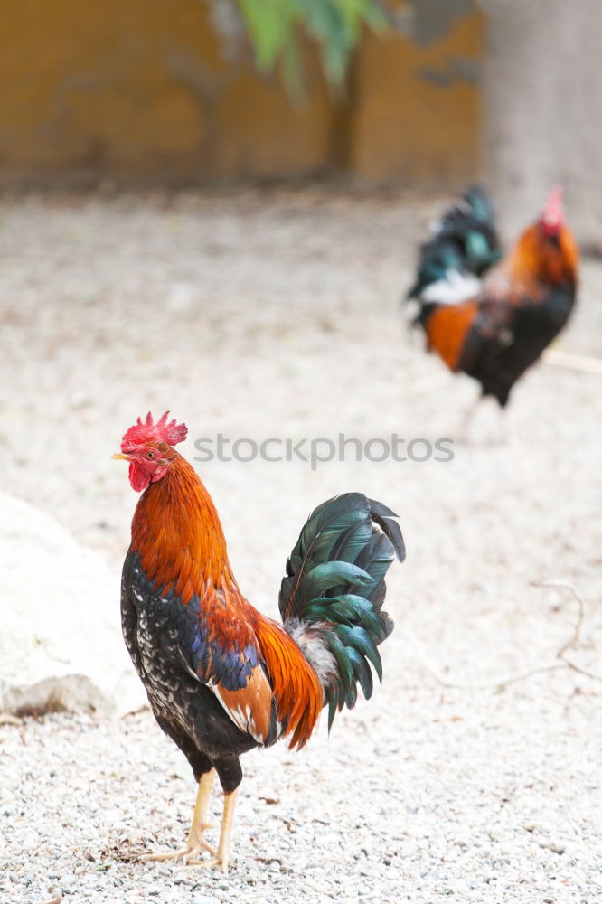 Similar – hen races Animal