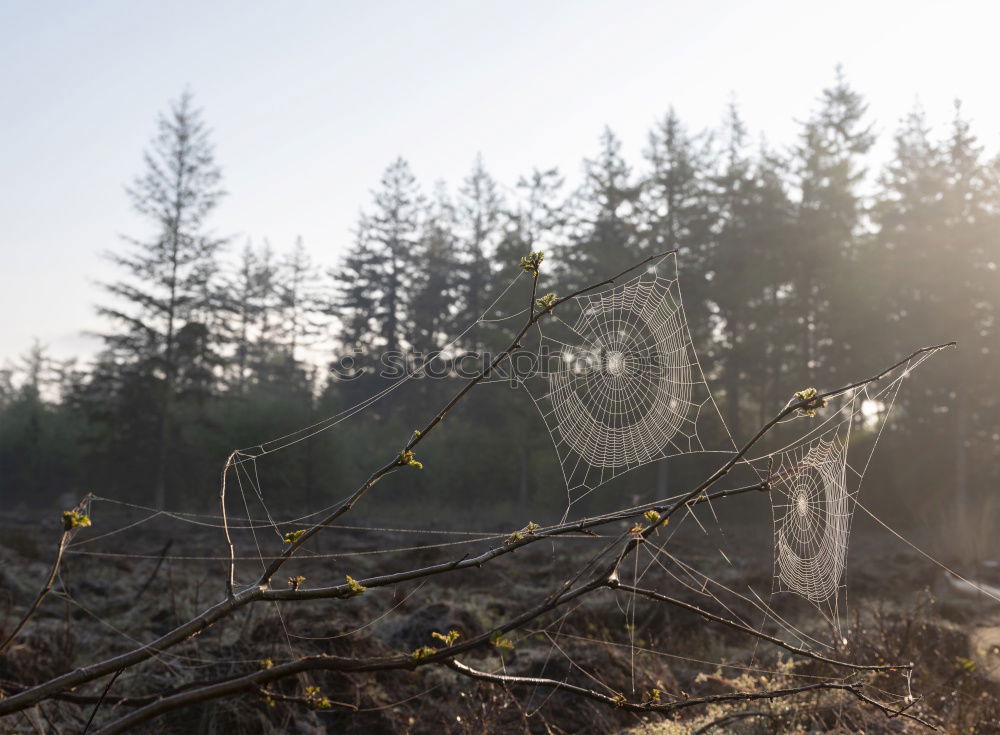 Similar – Image, Stock Photo tree root