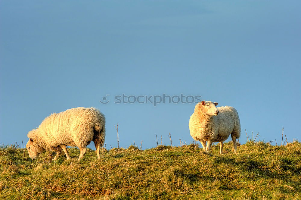 Similar – Image, Stock Photo Lister sheep Beach Ocean