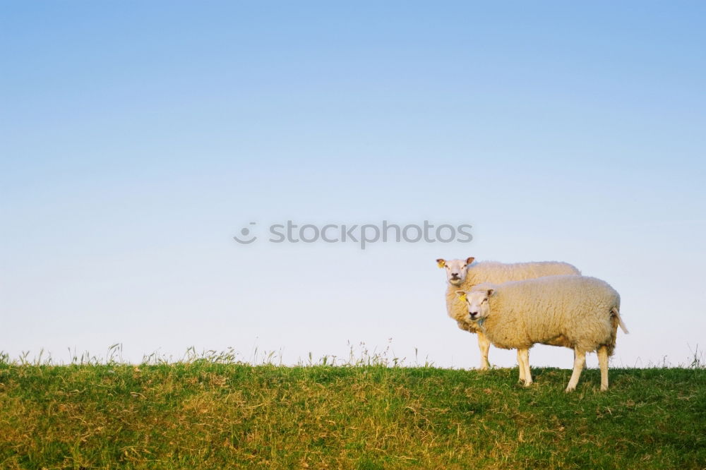 Image, Stock Photo Lister sheep Beach Ocean