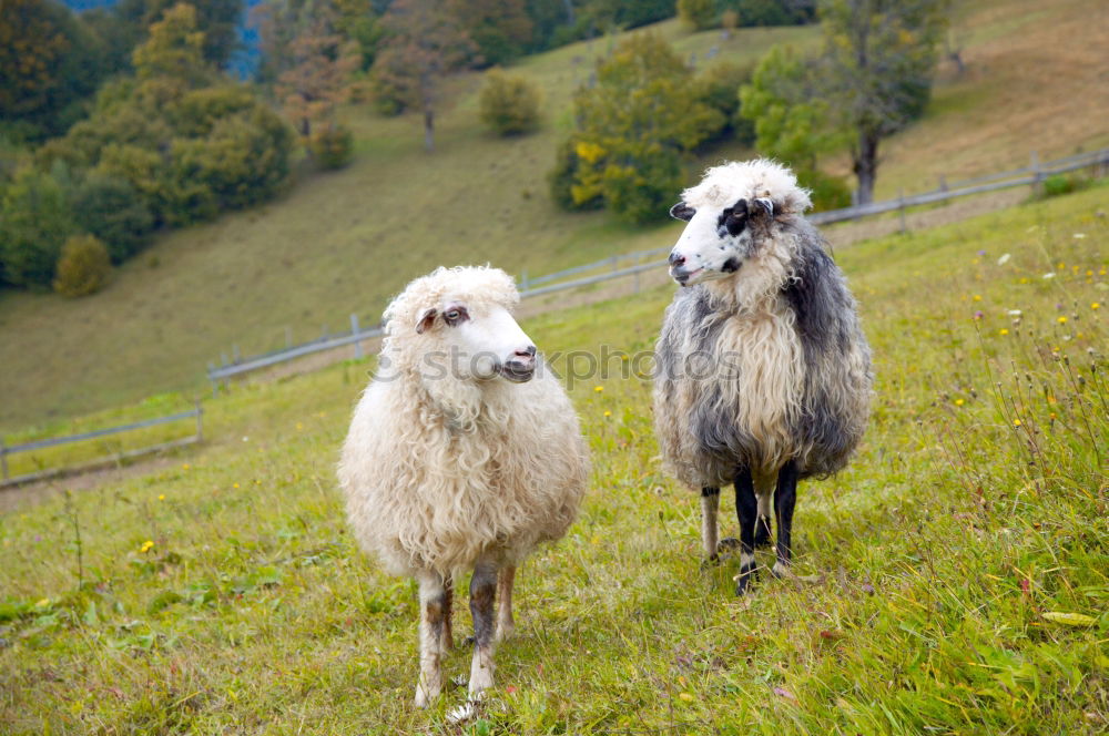 Similar – Foto Bild sheep Haushuhn