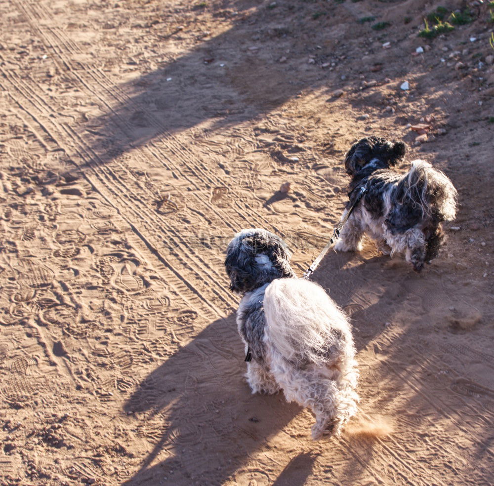 Similar – Dogs running near waving sea