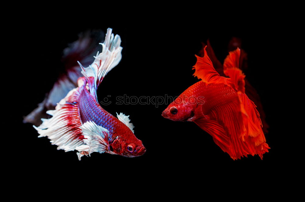 Similar – All my little fish…