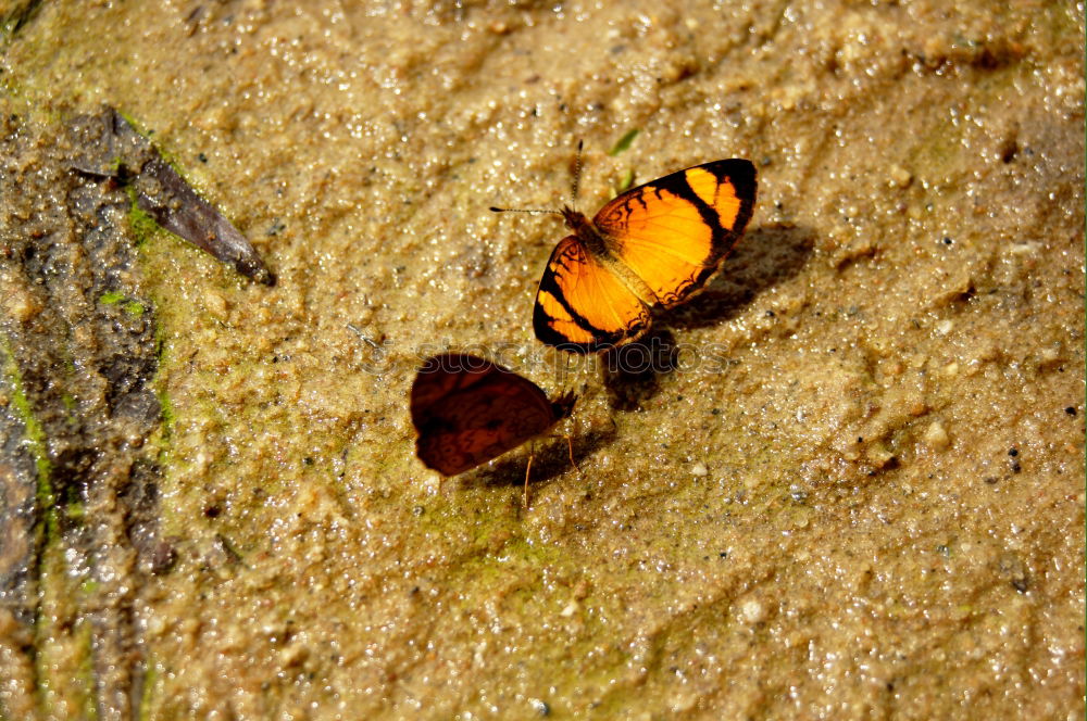 Similar – Peacock Butterfly