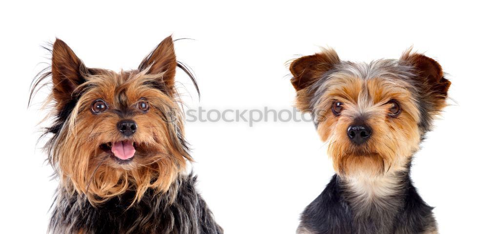 Similar – Image, Stock Photo Dog 2 Animal Pet