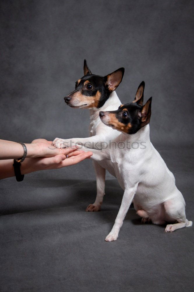 Similar – boy hugging his dog