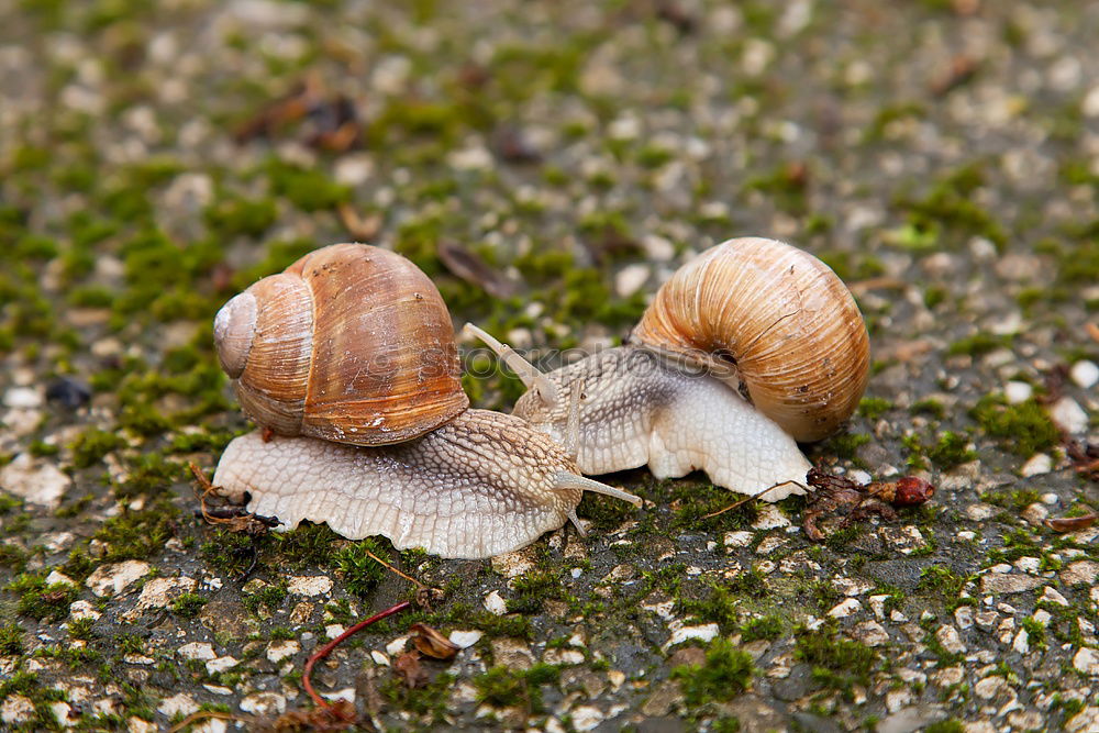 Similar – Snail shell in moss