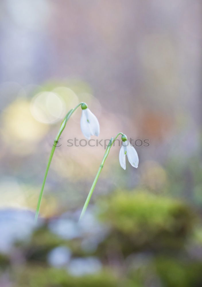 Similar – Image, Stock Photo white flower plant Flower