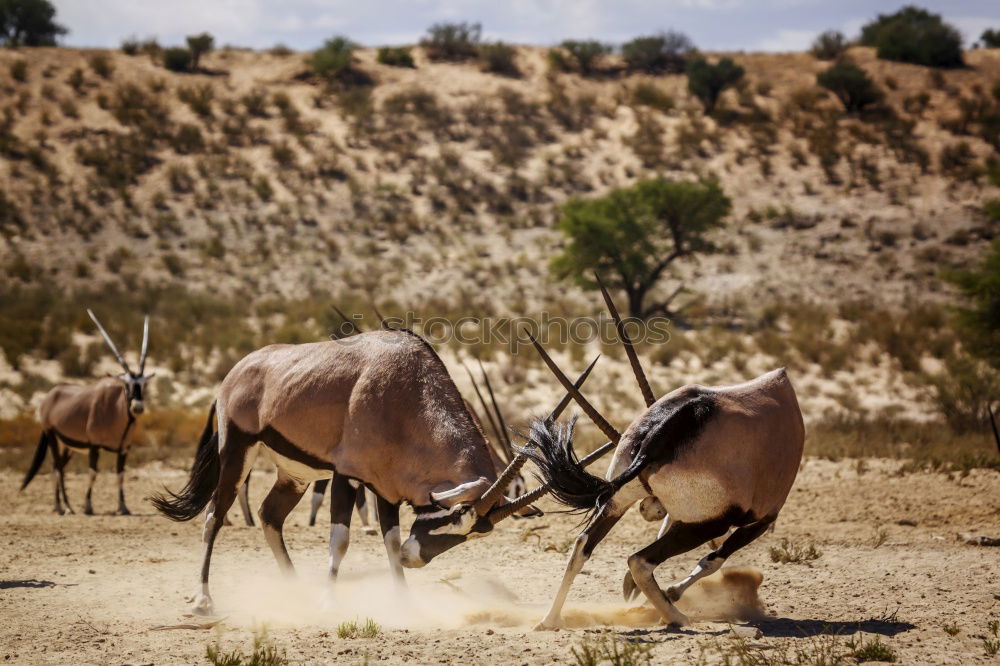 Similar – Image, Stock Photo At the waterhole Adventure