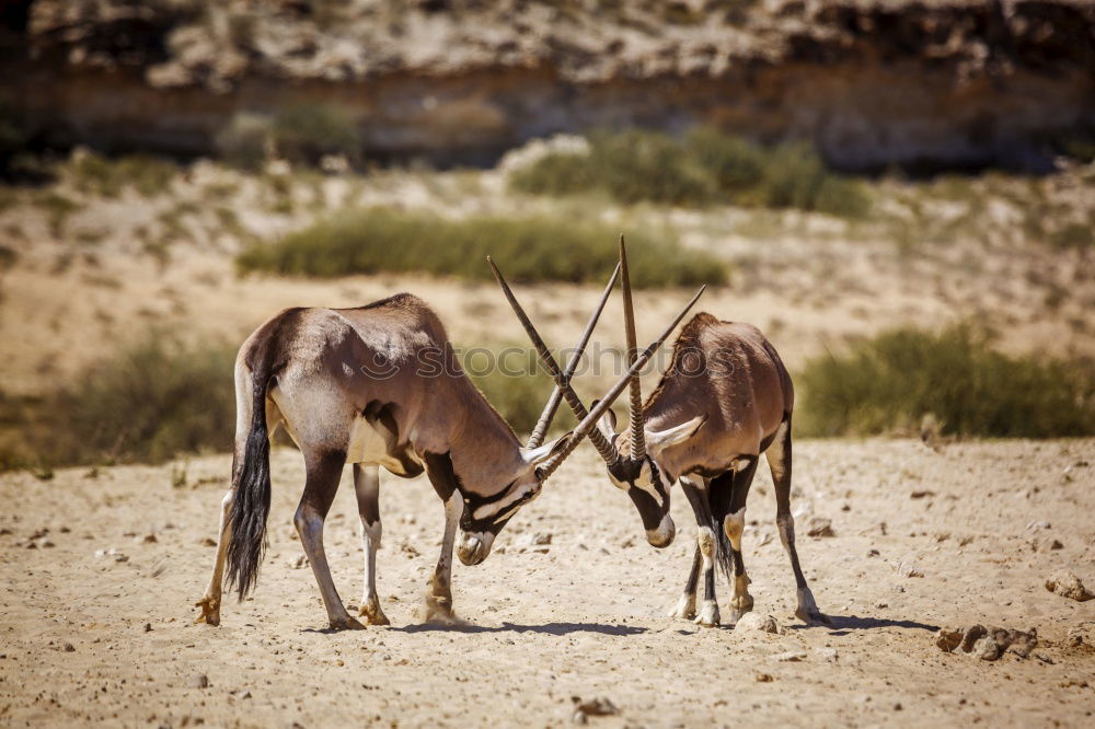 Similar – Image, Stock Photo At the waterhole Adventure