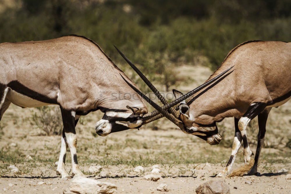 Similar – Image, Stock Photo relieving posture Animal