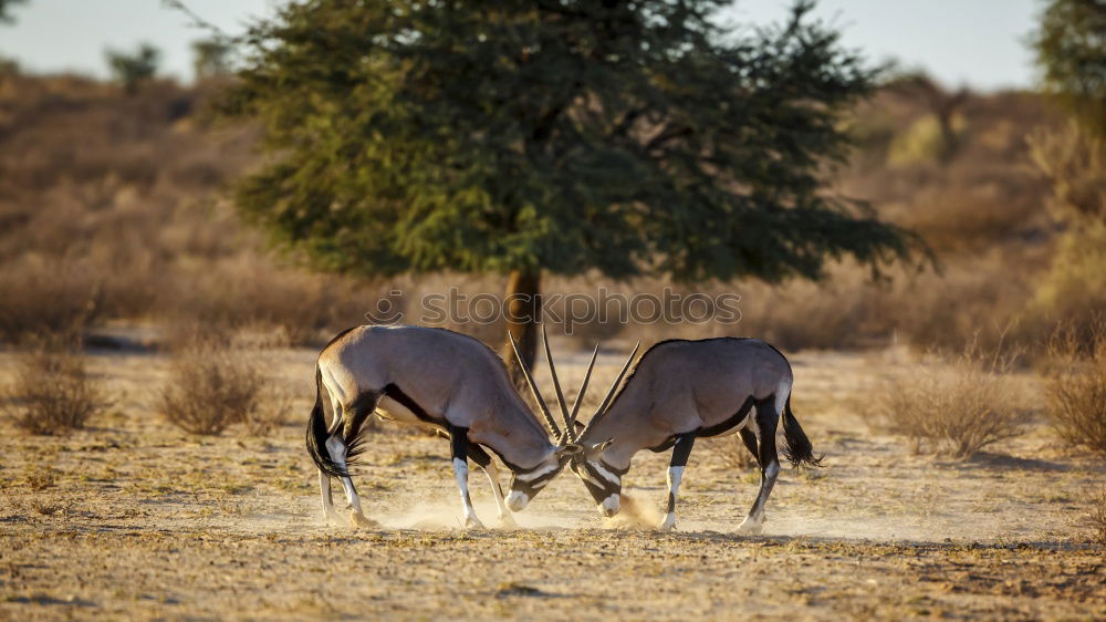 Similar – Crossing of two antelopes in the savannah