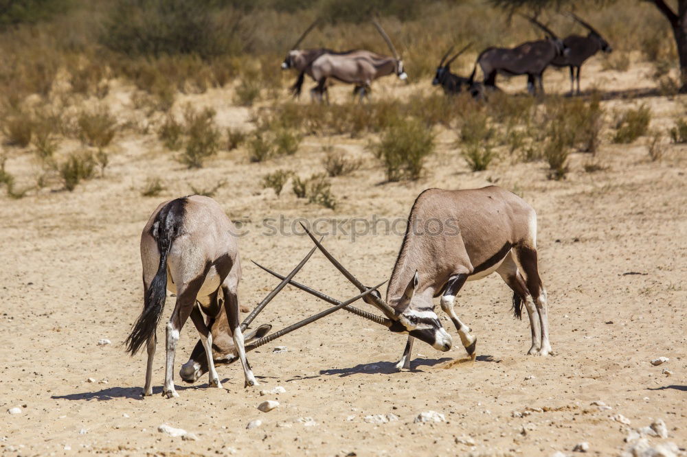 Similar – Esel am Stoppschild Natur