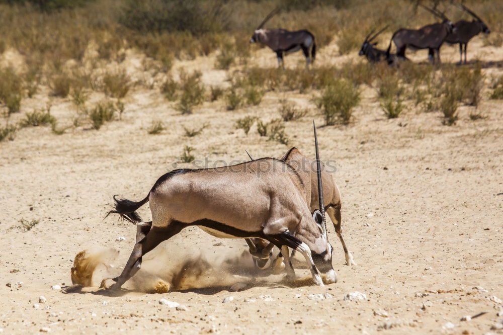 Similar – Esel am Stoppschild Natur