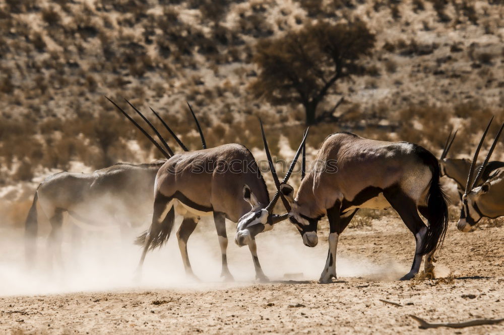 Similar – Image, Stock Photo At the waterhole Adventure