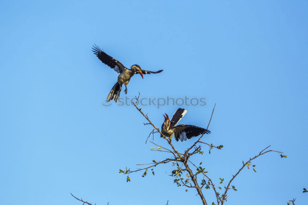 Similar – in pairs Bird Sparrow Tree