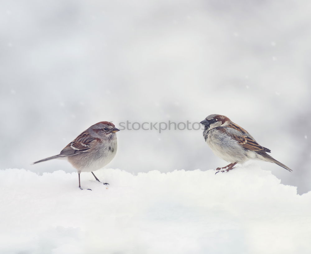 Similar – Image, Stock Photo meal Environment Nature