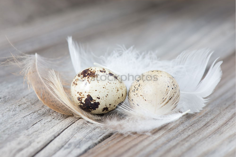 Similar – Image, Stock Photo Easter nest Event Nature