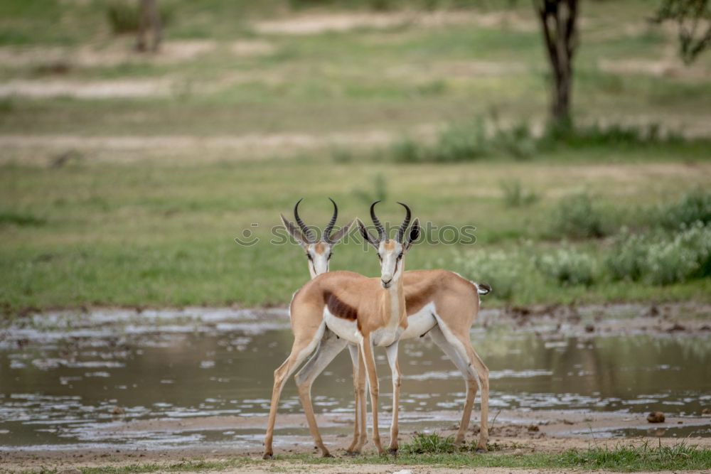 Similar – Crossing of two antelopes in the savannah