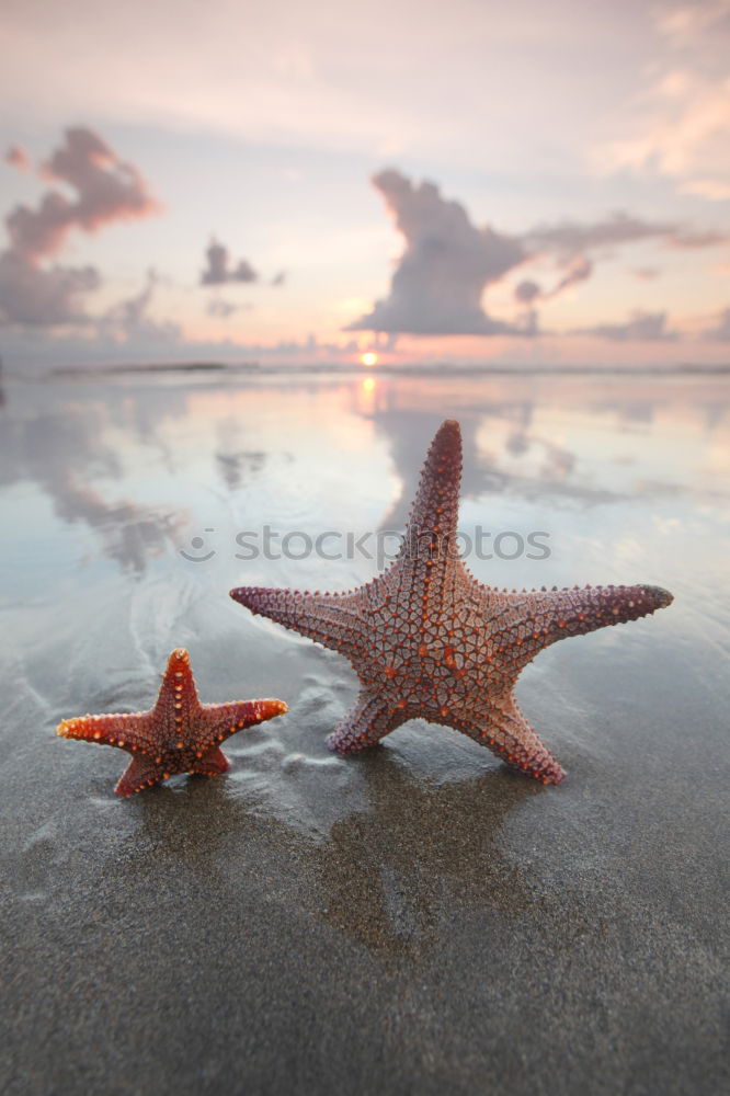 Similar – Image, Stock Photo Starfish into the waves