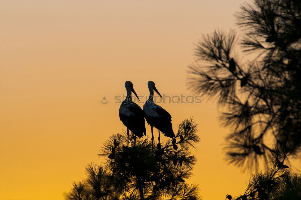 Similar – Foto Bild See Teich Moorsee Storch