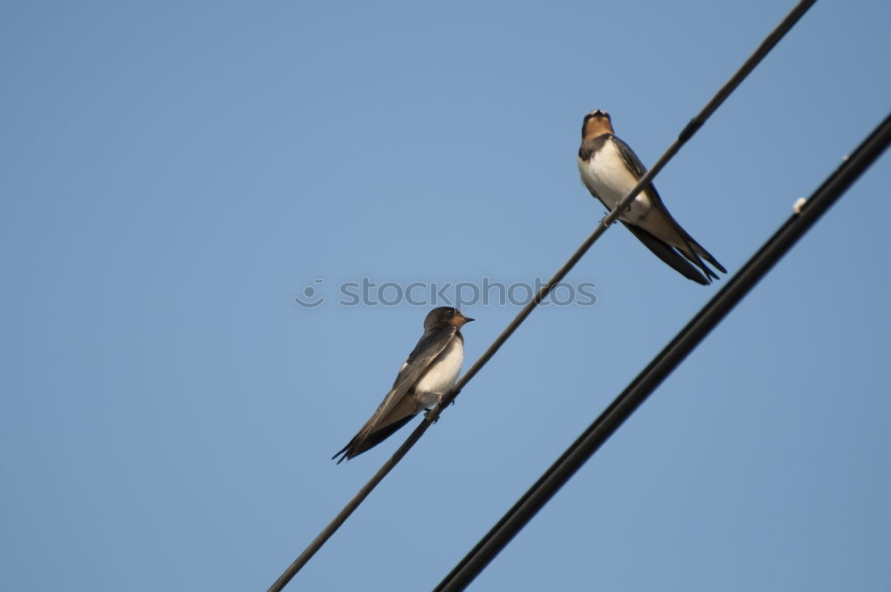 in pairs Bird Sparrow Tree