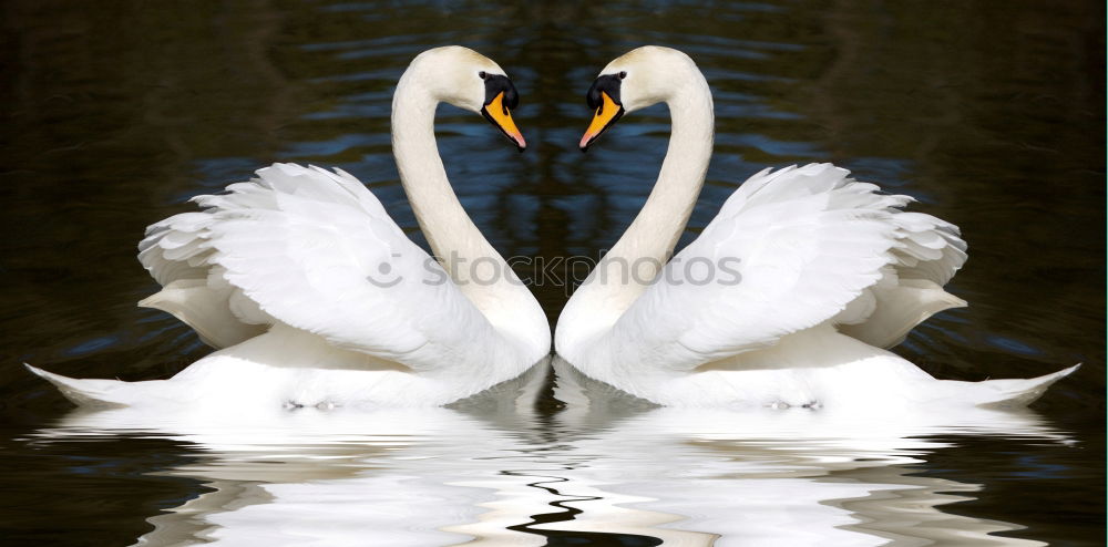 Similar – Weisser Schwan vor dunklem Hintergrund im Landeanflug