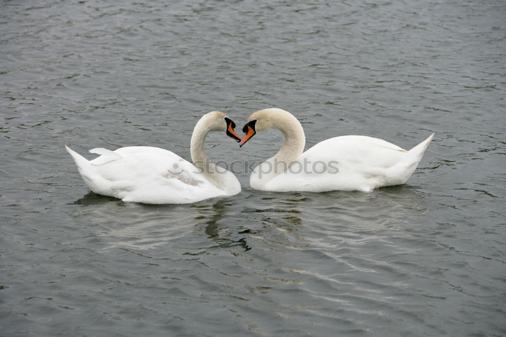 Similar – Image, Stock Photo display behaviour Winter