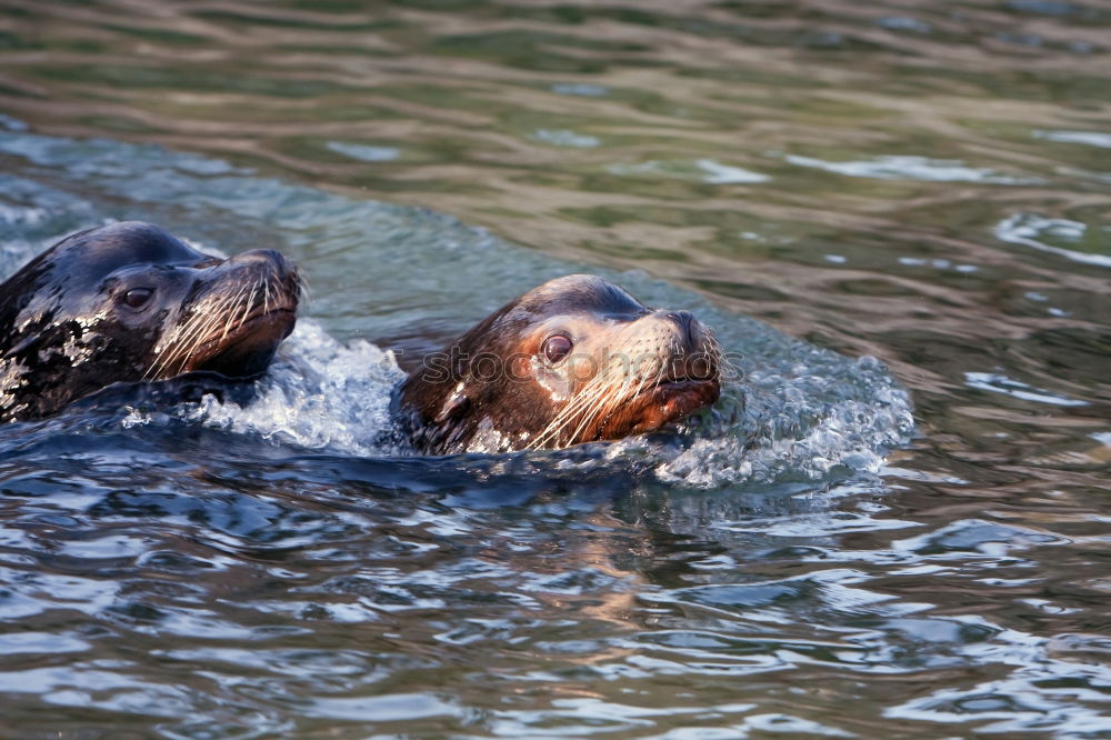 Similar – Image, Stock Photo Couple of hippos swim and play in water