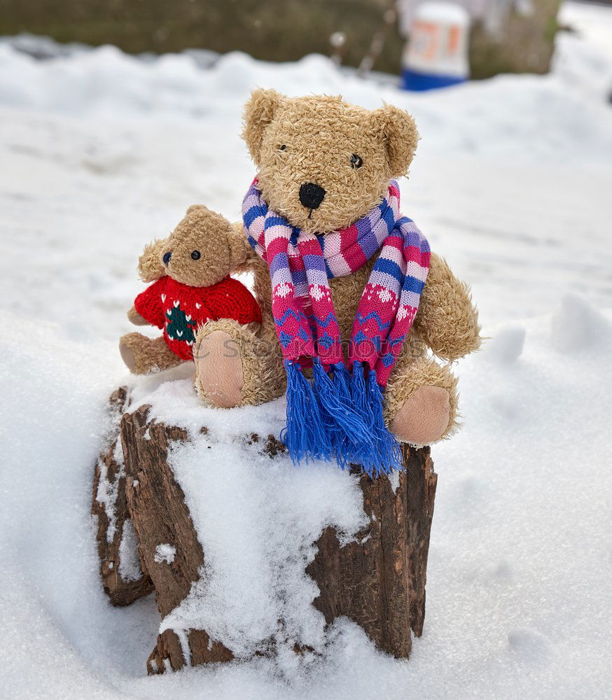 Similar – old teddy bear in a scarf sits on white snow