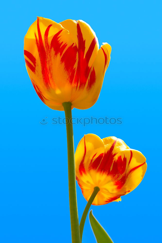 Foto Bild Gelbe Engel Tulpe gelb