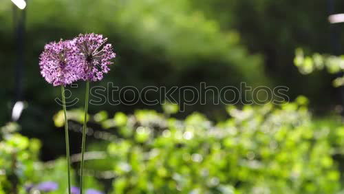 Similar – agapanthus or the colour purple