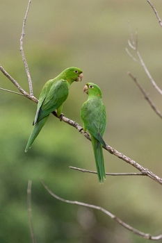 rose-ringed parakeet sitting in the tree