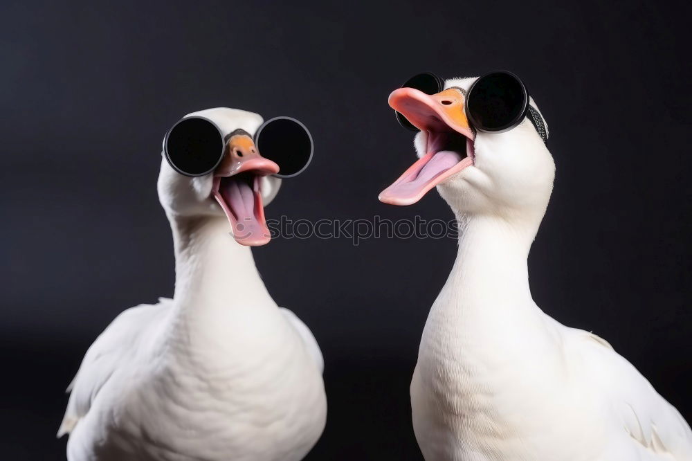 Similar – Image, Stock Photo Fresh fish; seagull standing on signboard