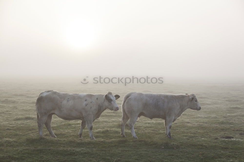 Similar – Fleeing sheep Farm animal