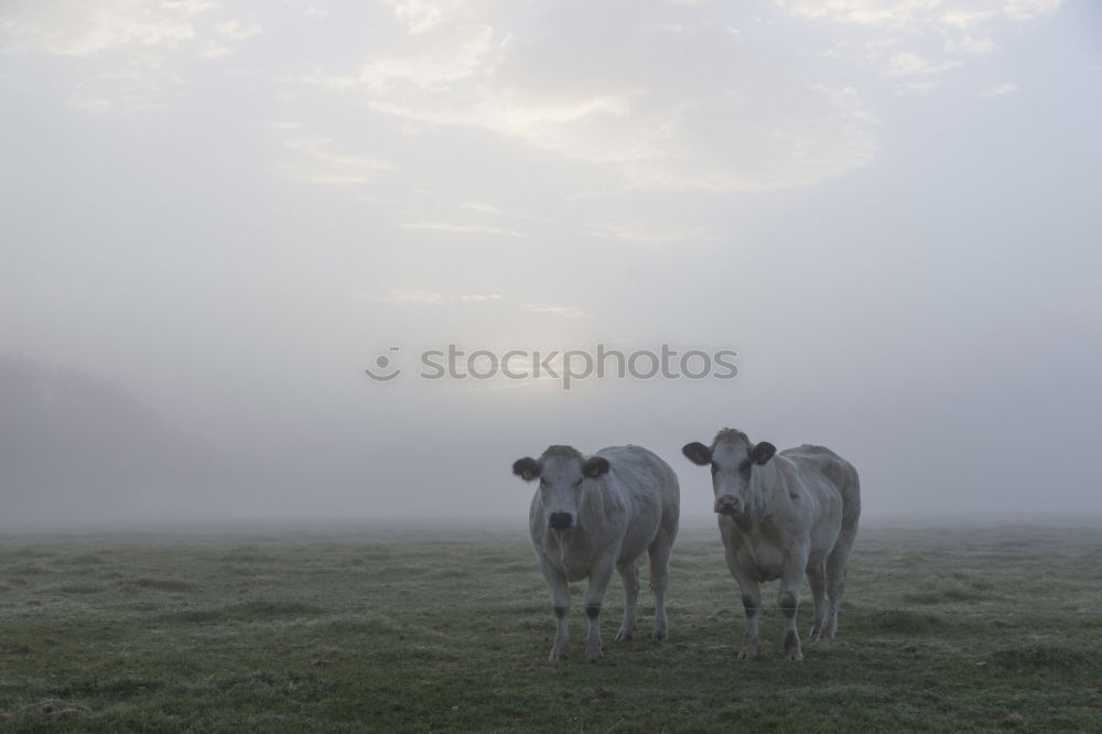 Similar – Cattle pasturing on green land