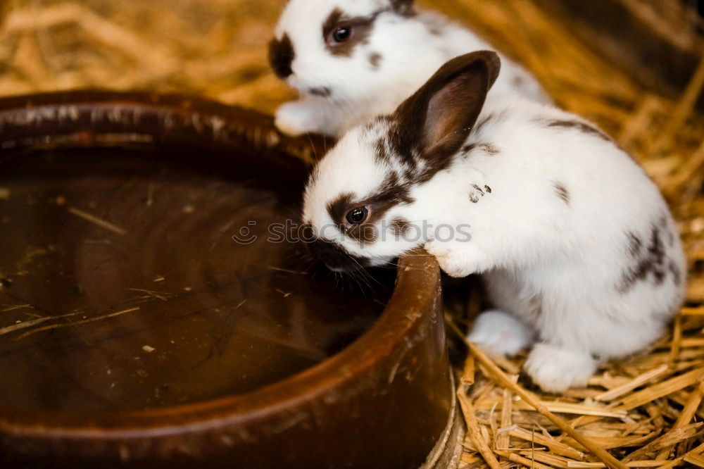 Similar – Image, Stock Photo Bunny 2 Animal Pet