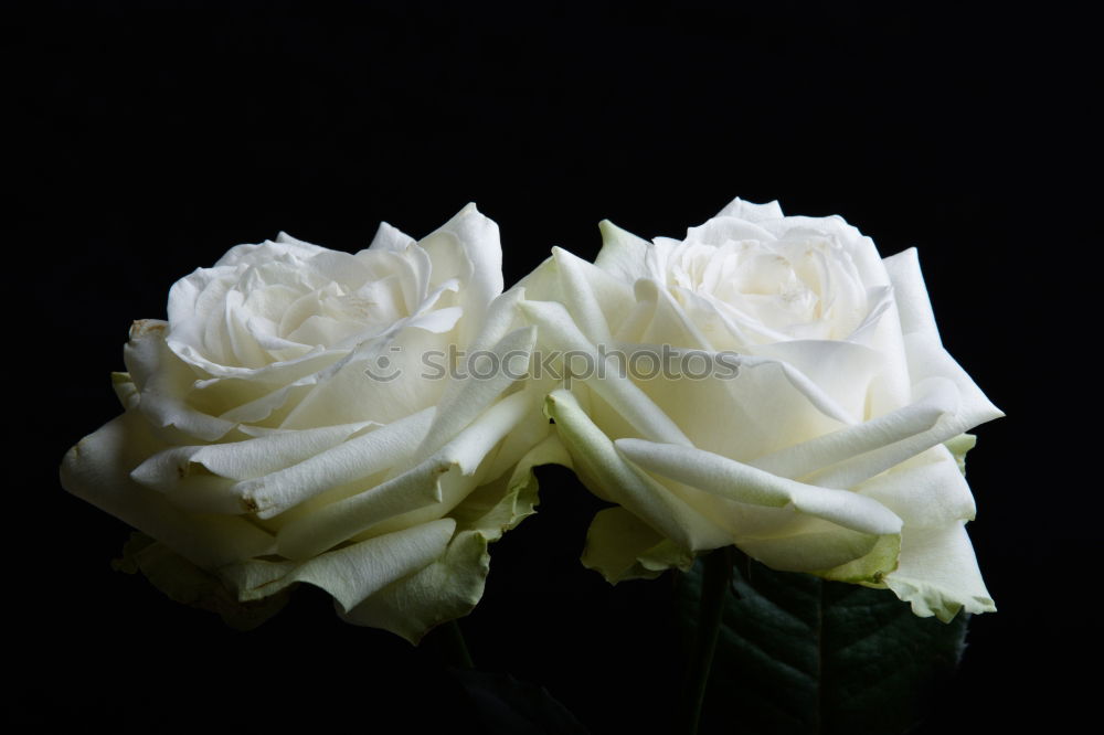 Similar – Image, Stock Photo bouquet of blossoming jasmine