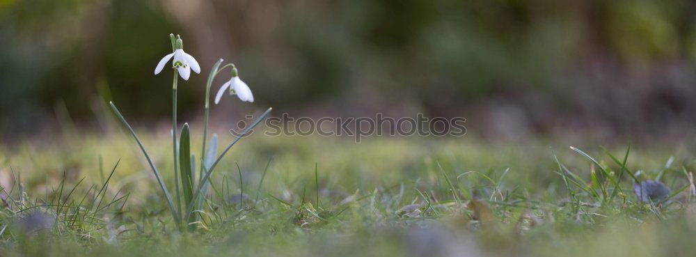 Similar – spring in park IV Nature