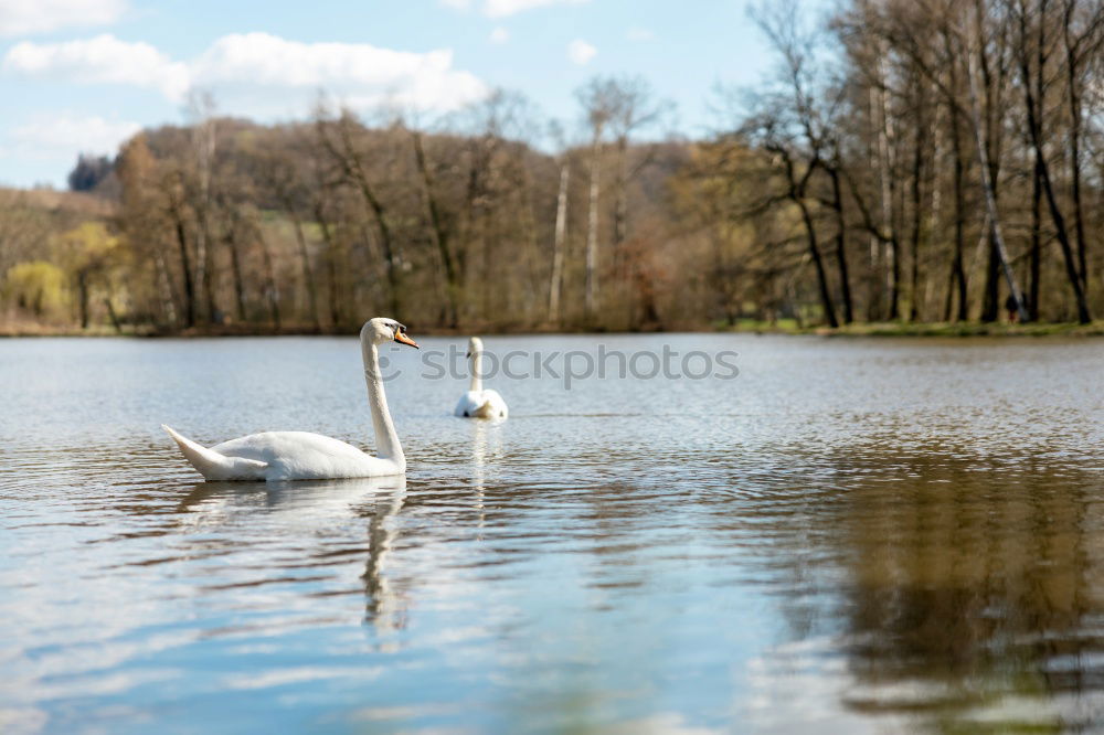 Similar – Foto Bild Schwanensee Tier 1 Wasser