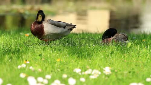 Similar – Image, Stock Photo Duck Duck birds Relaxation