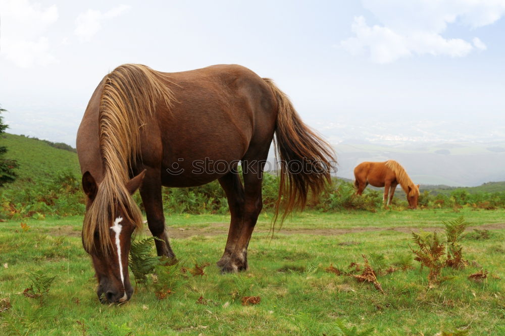 Similar – Image, Stock Photo Haflinger. Horse Pasture