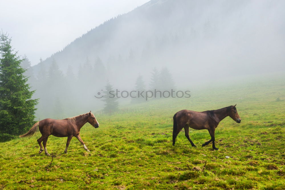 Similar – Image, Stock Photo Cow on pasture2 Lifestyle