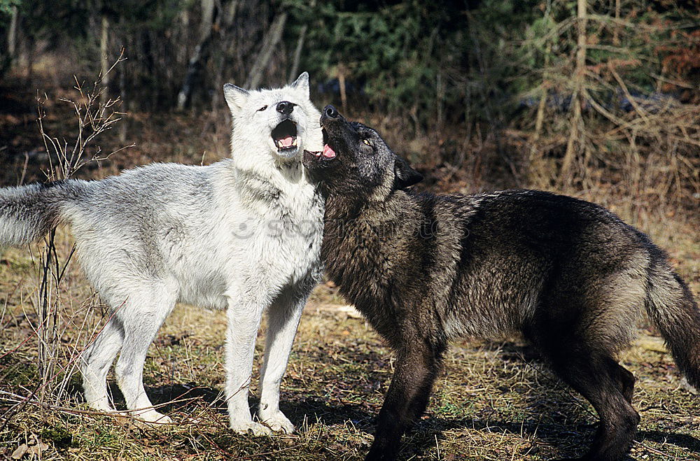 Similar – Image, Stock Photo Opposite direction Animal