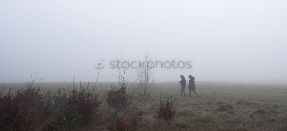 Similar – Foto Bild Dünenheide auf Hiddensee