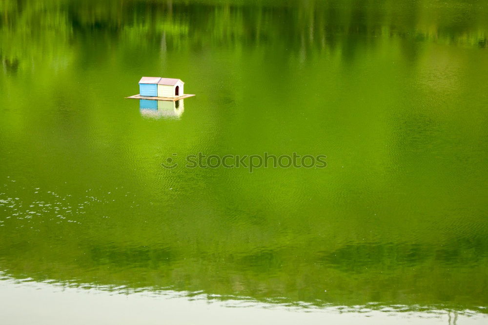 Similar – Swan in the lake